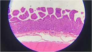 Jaringan epitel silindris selapis