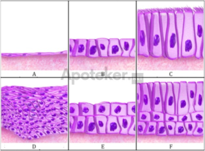 Jaringan epitel silindris selapi